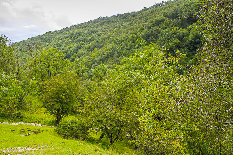 Dovedale Wood Dovedale Wood